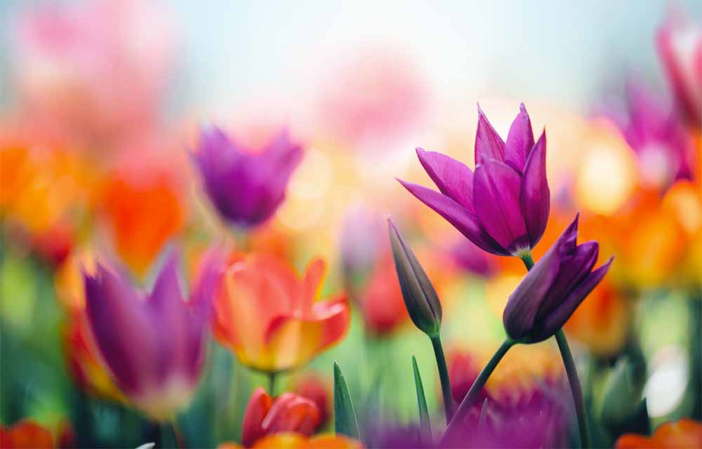 Discover 4 ways flowers and color enhance your landscape design
